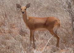 Raphicerus campestris neumanni