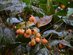 Toechima erythrocarpum