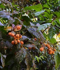 Toechima erythrocarpum