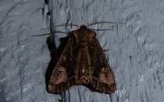Ichneutica insignis