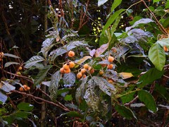Toechima erythrocarpum