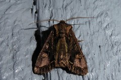 Ichneutica insignis