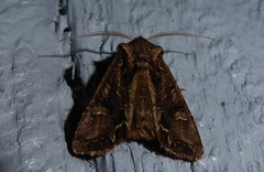 Ichneutica insignis