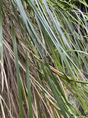 Poa anceps