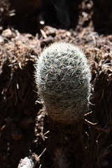 Escobaria tuberculosa varicolor