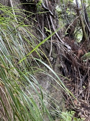 Poa anceps