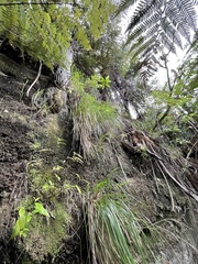 Poa anceps