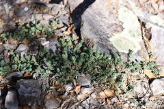 Sedum havardii