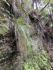 Poa anceps