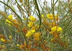Acacia curranii