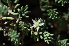 Sedum havardii