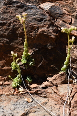 Sedum wrightii