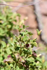 Brickellia veronicifolia