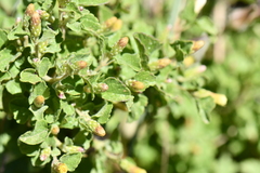 Brickellia veronicifolia
