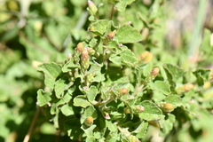 Brickellia veronicifolia