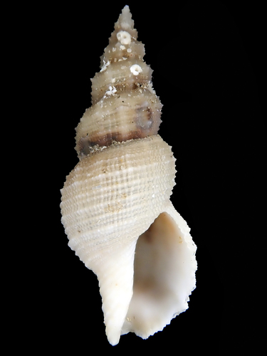 Representative image of Asperdaphne