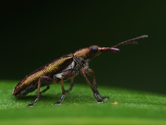 Rhicnobelus metallicus
