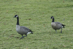 Branta canadensis parvipes
