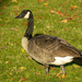Lesser Canada Goose - Photo (c) Frank Lin, some rights reserved (CC BY-NC), uploaded by Frank Lin