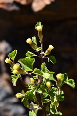 Brickellia veronicifolia