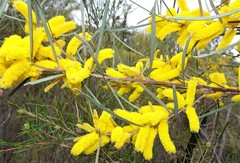 Acacia caroleae