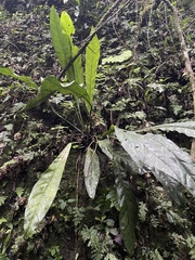 Anthurium crenatum