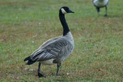 Branta canadensis moffitti