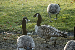 Branta canadensis moffitti