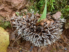 Aphelaria subglobispora