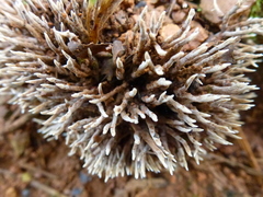 Aphelaria subglobispora