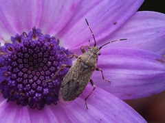 Rhypodes