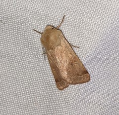 Dichagyris variabilis