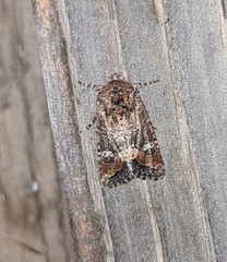 Lacinipolia stricta