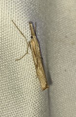 Agriphila attenuatus