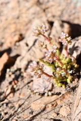 Sedum wrightii