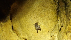 Erophylla bombifrons