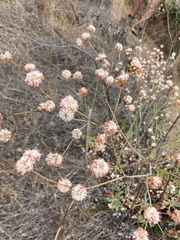 Eriogonum grande