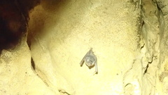 Erophylla bombifrons