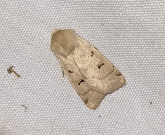 Dichagyris variabilis