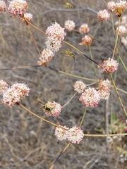 Eriogonum grande