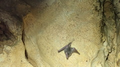 Erophylla bombifrons