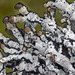 Hypogymnia apinnata - Photo (c) Richard Droker, μερικά δικαιώματα διατηρούνται (CC BY-NC-ND)