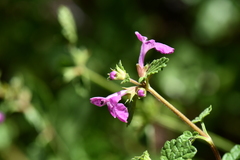 Stachys bigelovii