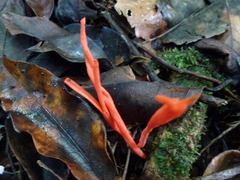 Clavaria phoenicea
