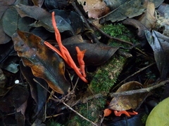 Clavaria phoenicea