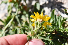 Heterotheca fulcrata