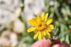 Heterotheca fulcrata