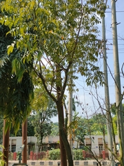 Sapindus trifoliatus