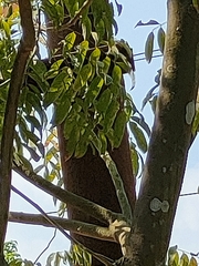 Sapindus trifoliatus