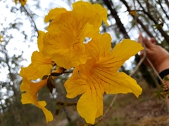 Handroanthus chrysotrichus